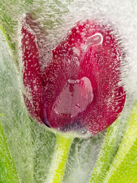 Flor vermelha no gelo — Fotografia de Stock