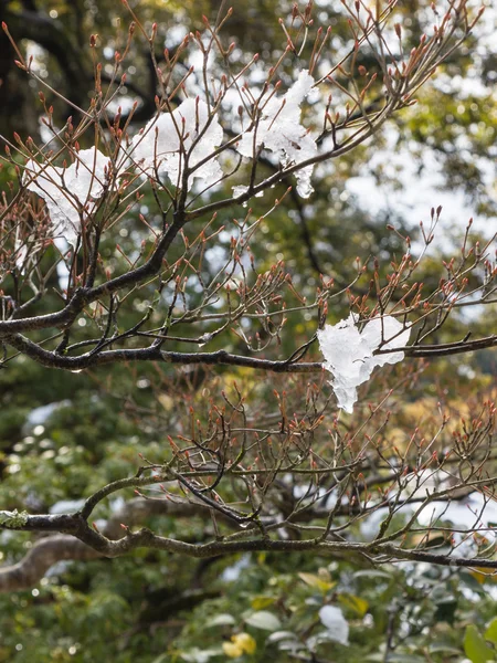 La nieve se derrite — Foto de Stock