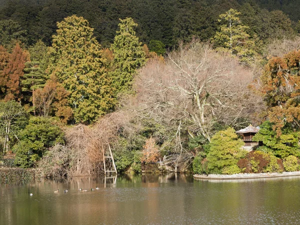Beautiful lake with ducks — Stock Photo, Image