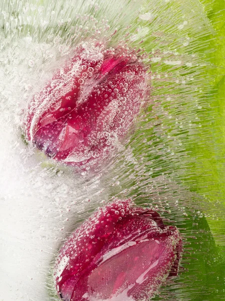 Beautiful tulips in the ice — Stock Photo, Image