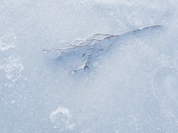 Tree branch frozen in the ice — Stock Photo, Image