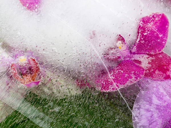 Unusual abstraction with orchids — Stock Photo, Image