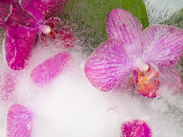 Abstraction with bright orchids — Stock Photo, Image