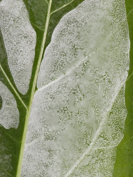 Ice on the leaves of plants — Stock Photo, Image