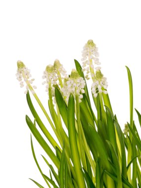 Bahar nazik taze buket