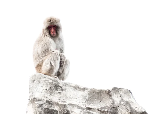 Macaco com olhos calmos inteligentes — Fotografia de Stock