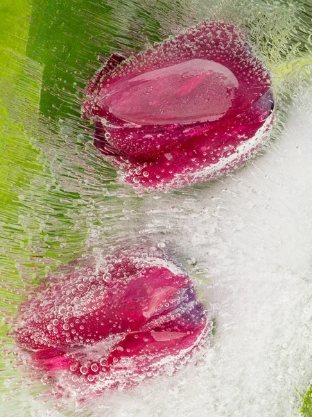 Delicate tulips in the ice — Stock Photo, Image