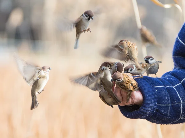 Sparrows sitting down on the arm — Stock Photo, Image