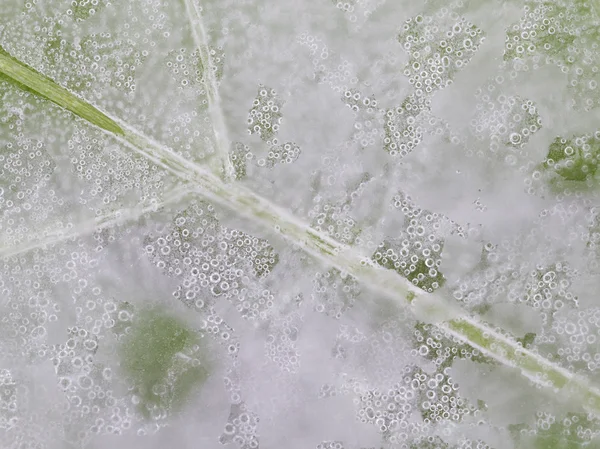 Gheață transparentă — Fotografie, imagine de stoc