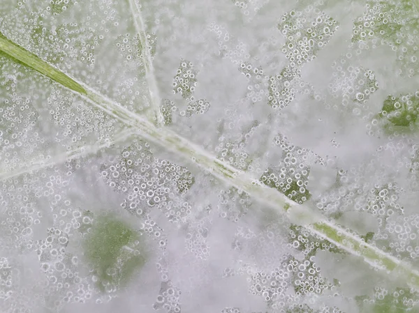 Transparent ice — Stock Photo, Image