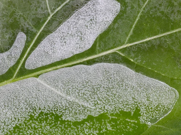 Thin brittle ice — Stock Photo, Image