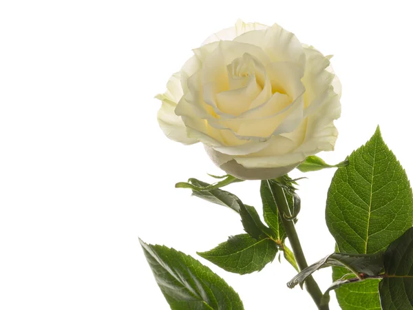 Rosa con petali bianchi — Foto Stock