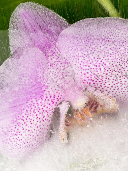 Orchidée dans une glace transparente — Photo