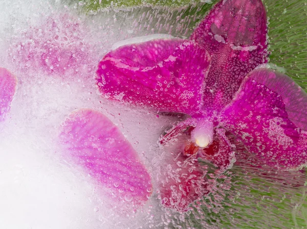 Soyutlama ile hassas orkide — Stok fotoğraf