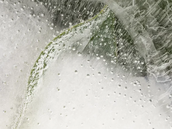 Pflanzen und Luftblasen im Eis — Stockfoto