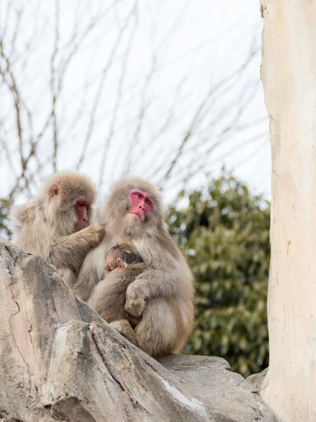 Família engraçado macacos japoneses — Fotografia de Stock