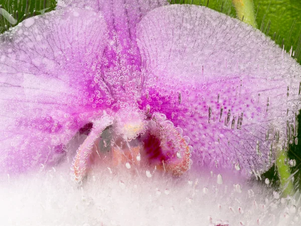 Pink orchid in a transparent ice — Stock Photo, Image
