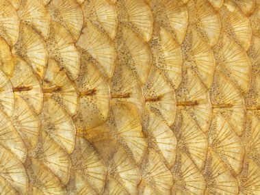 parlak altın balık ölçekler