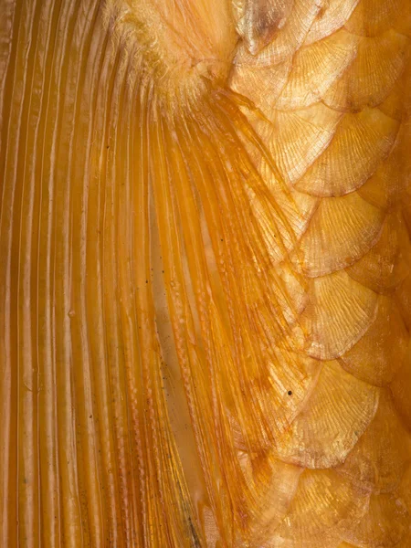 Escamas doradas brillantes y peces aleta —  Fotos de Stock