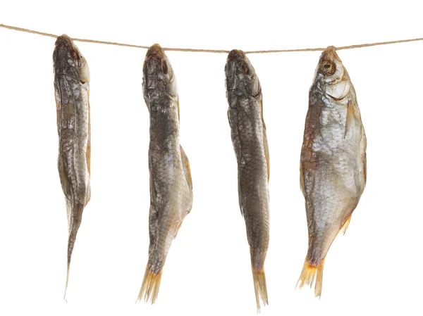 Pesce salato su una corda — Foto Stock