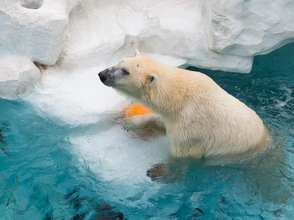 Urso polar inteligente forte — Fotografia de Stock