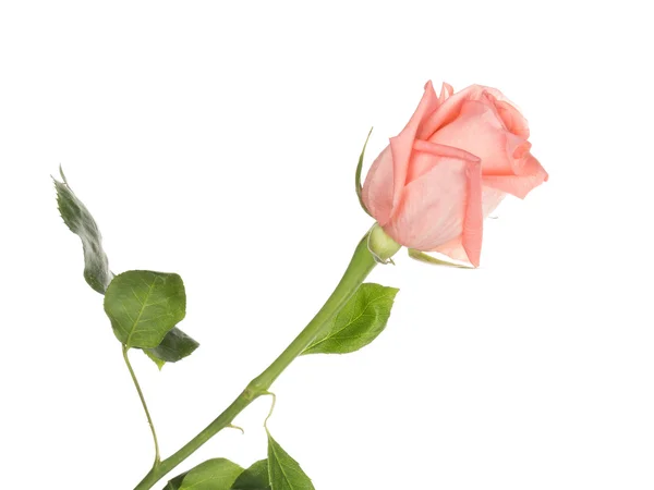 Beautiful rose Stock Photo