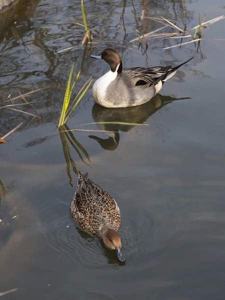 Une paire de canards nageant dans l'étang — Photo