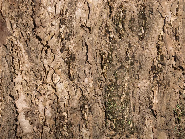 Corteza de árbol vieja —  Fotos de Stock