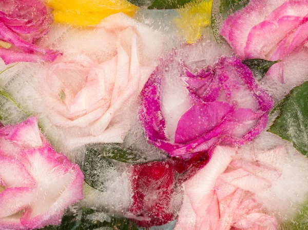 Organic abstraction fragrant roses — Stock Photo, Image