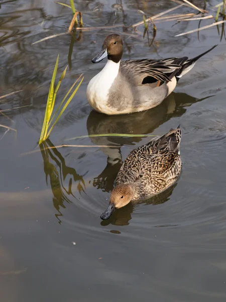 Deux canards nageant dans un lac — Photo