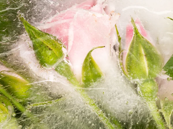 Brotes dulces congelados y flores de rosas — Foto de Stock