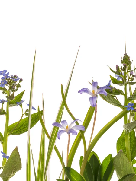 Blue flowers — Stock Photo, Image