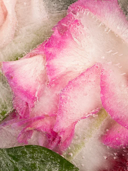 Fragrant pink abstraction — Stock Photo, Image