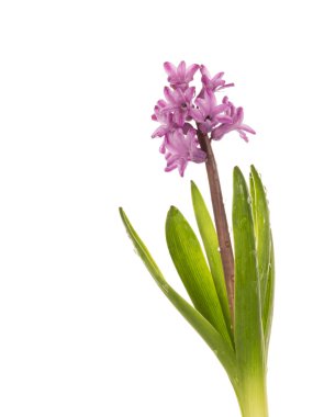 yumuşak pembe sümbül