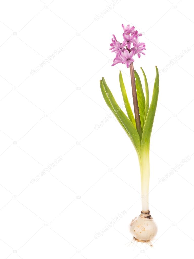 hyacinth with bulb