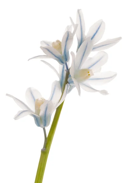 Weiß blau zarte Blume — Stockfoto