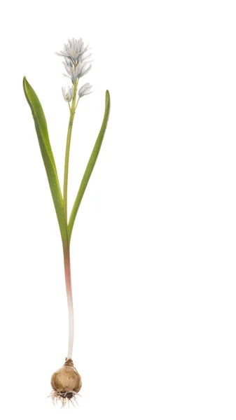 Delikat vårblomma — Stockfoto