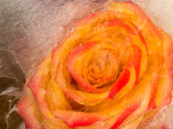 Роза, замороженная в воде — стоковое фото