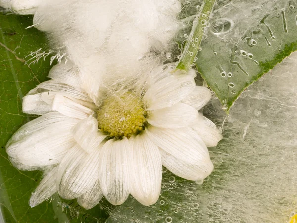 Margaretă delicată — Fotografie, imagine de stoc