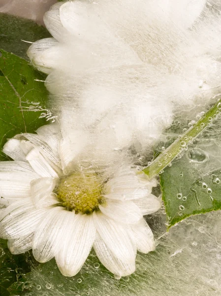 Аннотация цветка ромашки — стоковое фото
