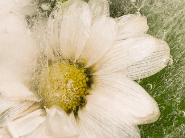 Daisy in the ice — Stock Photo, Image