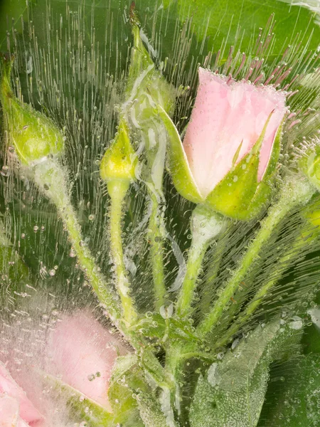 Buquê doce congelado de rosas — Fotografia de Stock