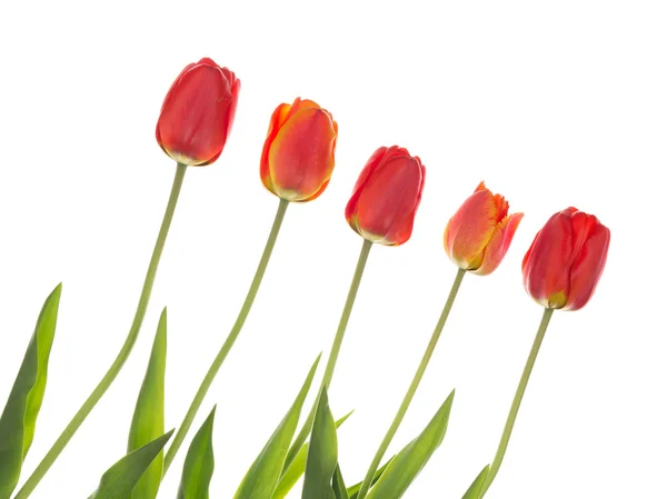 Czerwone tulipany na przekątnej — Zdjęcie stockowe