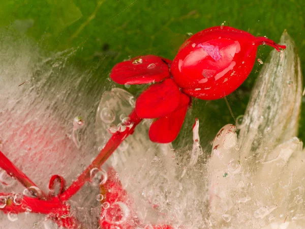 Beautiful red berry ice Hoperikum — Stock Photo, Image