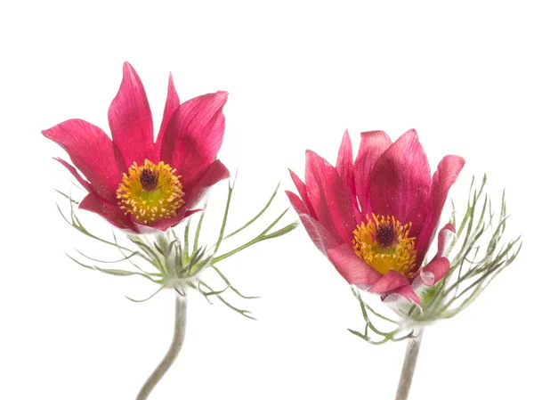 Two flowers Pulsatilla patens — Stock Photo, Image