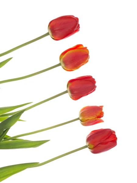 Červené tulipány na diagonále, vertikální — Stock fotografie