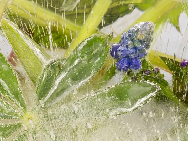 Синие цветы и красивые зеленые листья во льду — стоковое фото