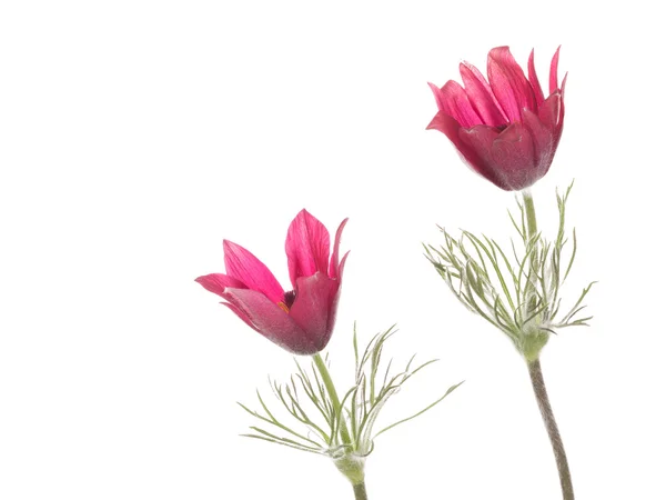 Světlé květy Koniklec otevřený — Stock fotografie