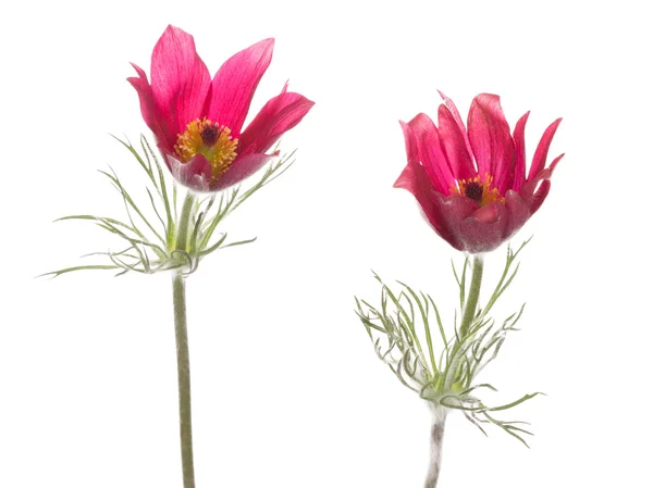 Jasně růžové květy Koniklec otevřený — Stock fotografie