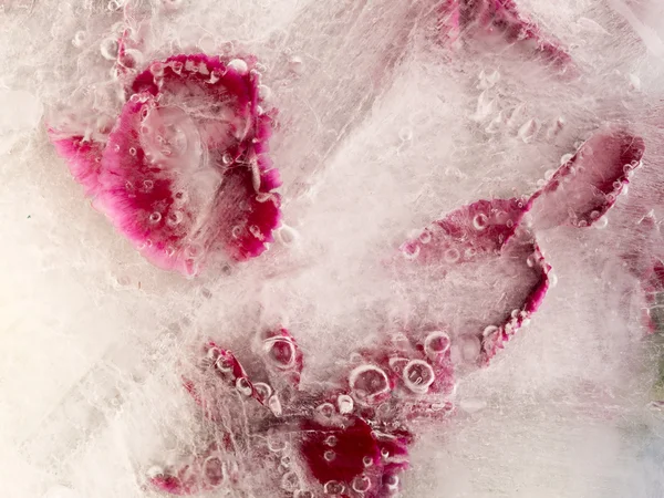 Frozen organic abstraction — Stock Photo, Image